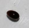 Olibrus sp.